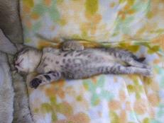 枕で猫背を寝ている間に直す