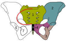 骨盤境界図（wiki）