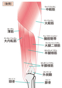 内股のＯ脚は内旋筋が関係する